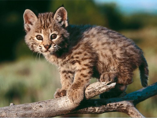 baby_bobcat
