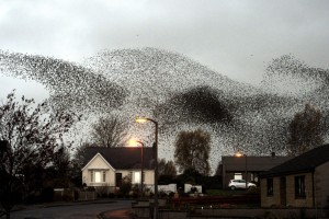 STARLING MURMURATIONS OVER GRETNA